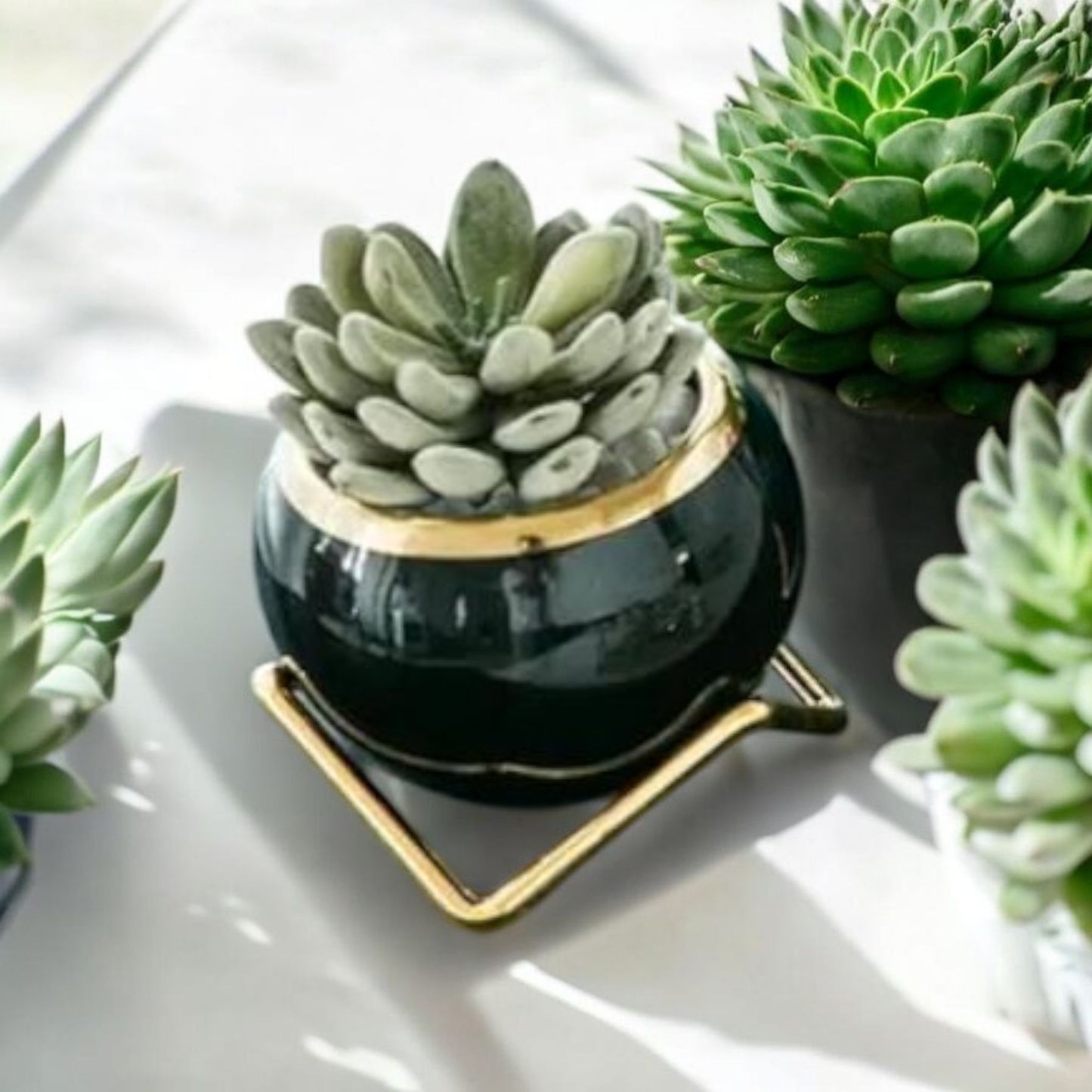 Elegant Black Planter with Gold Stand