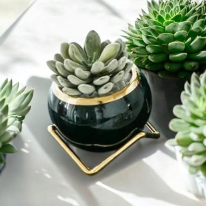 Elegant Black Planter with Gold Stand